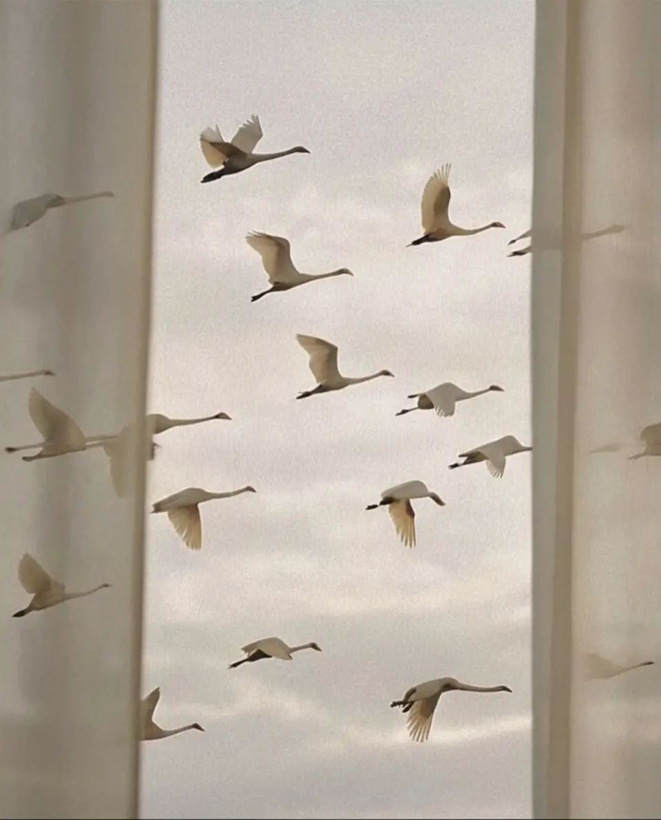 Ein Schwarm Schwäne fliegt an einem Fenster mit Vorhängen vorbei